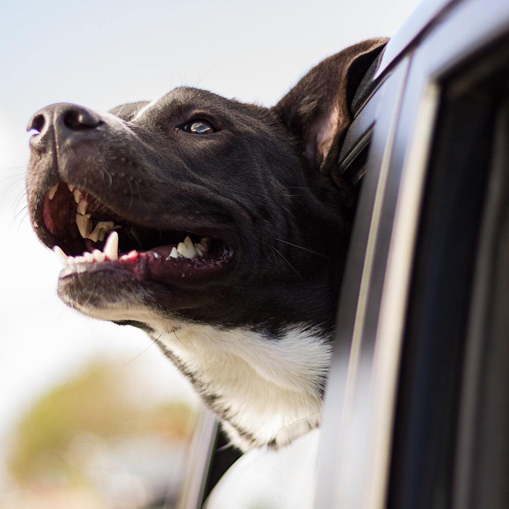 Dog hanging his head out of a moving vehicle