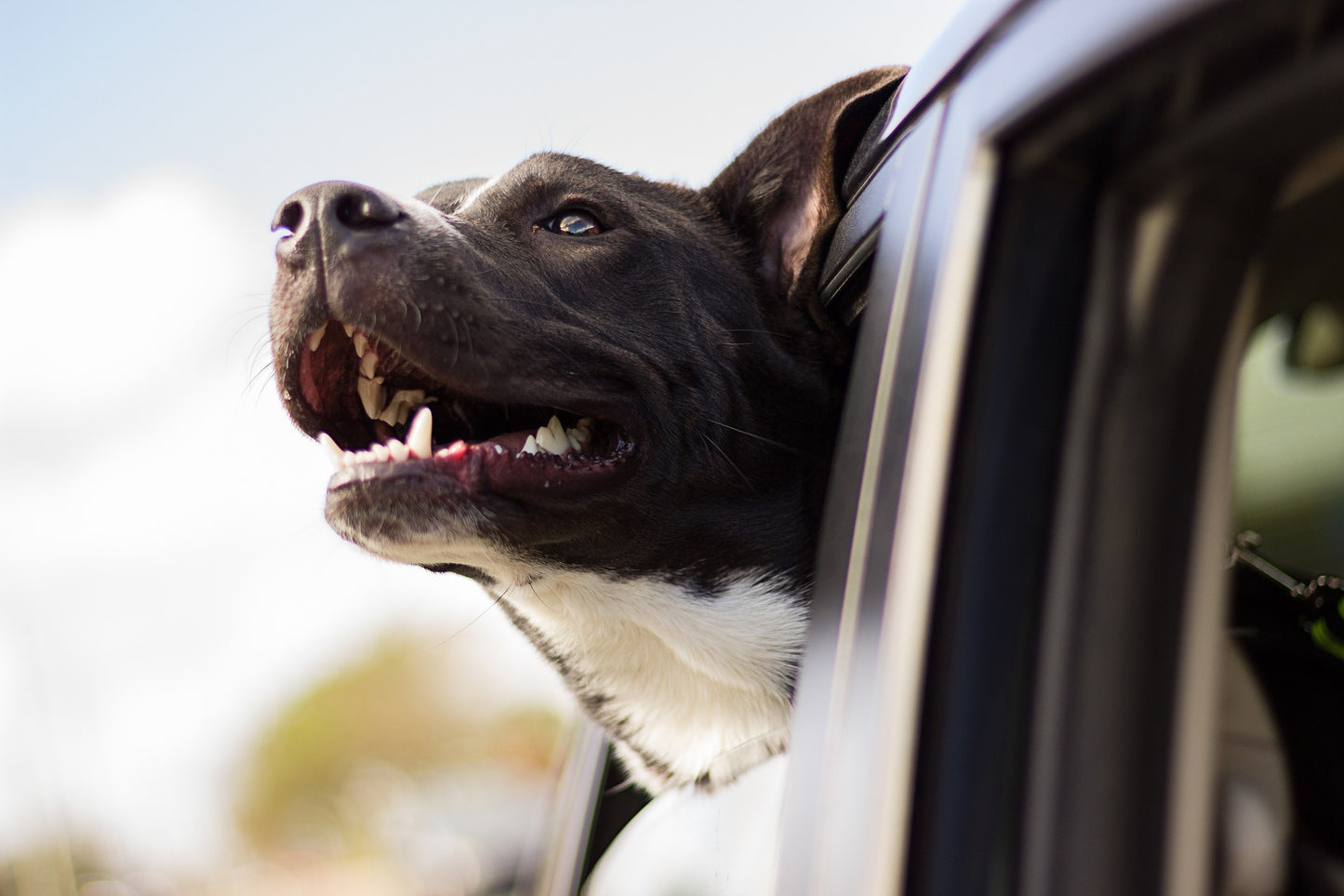 Dog hanging his head out of a moving vehicle