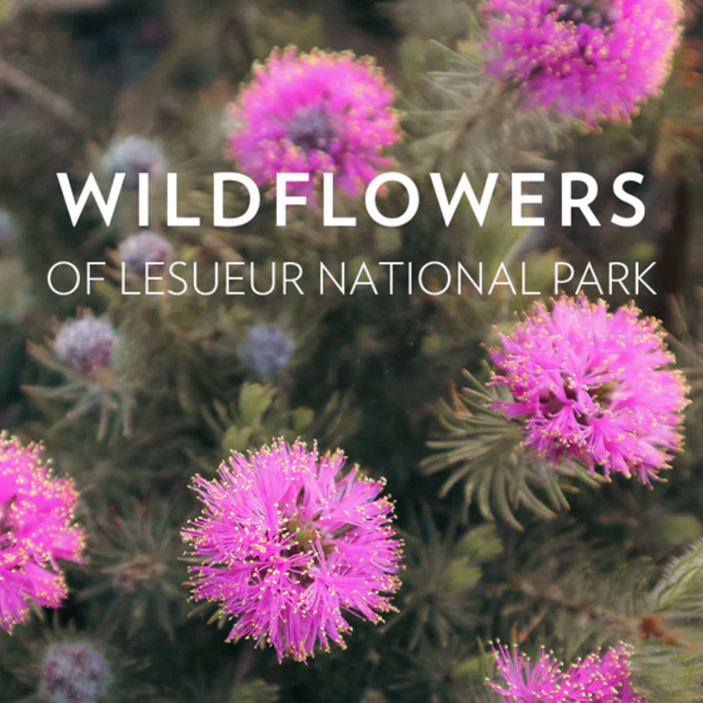 Celebrate Spring Amongst The Wild Flowers of Leseuer National Park