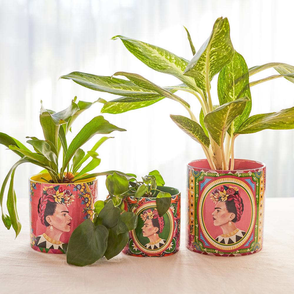 
                      
                        Pot Planter Viva La Vida (Set of 3)
                      
                    