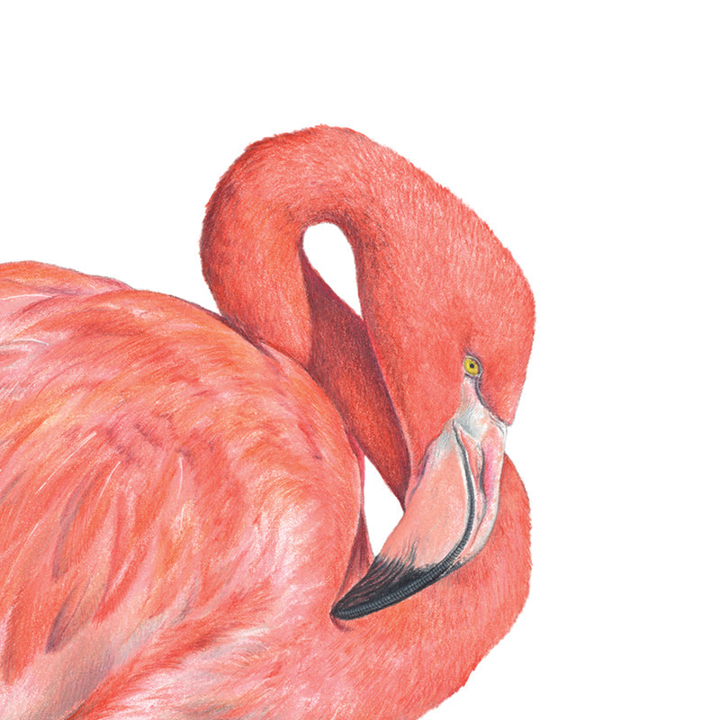 
                      
                        Mini Card Flamingo
                      
                    