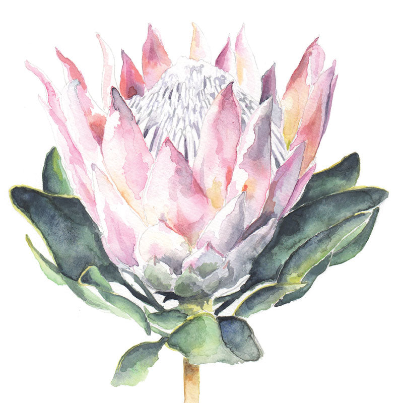 
                      
                        Greeting Card Protea
                      
                    